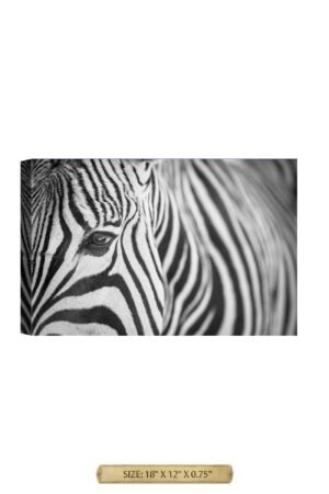 Zebra Up Close Wild Animal Wall Art.